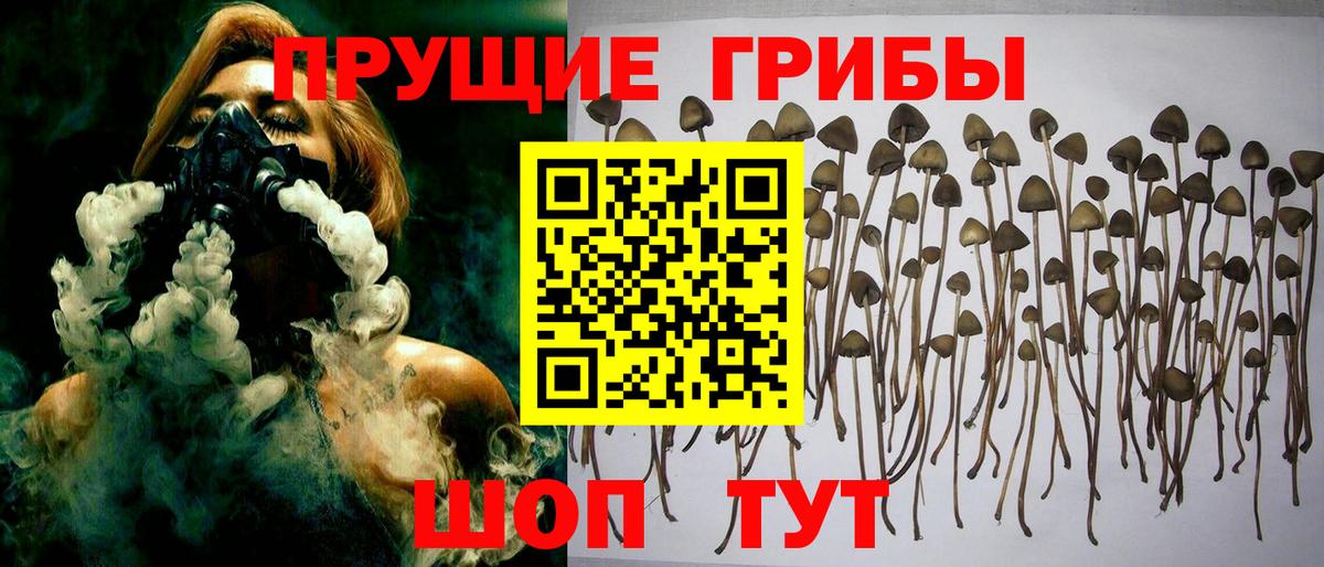 Галлюциногенные грибы Cubensis Миллерово