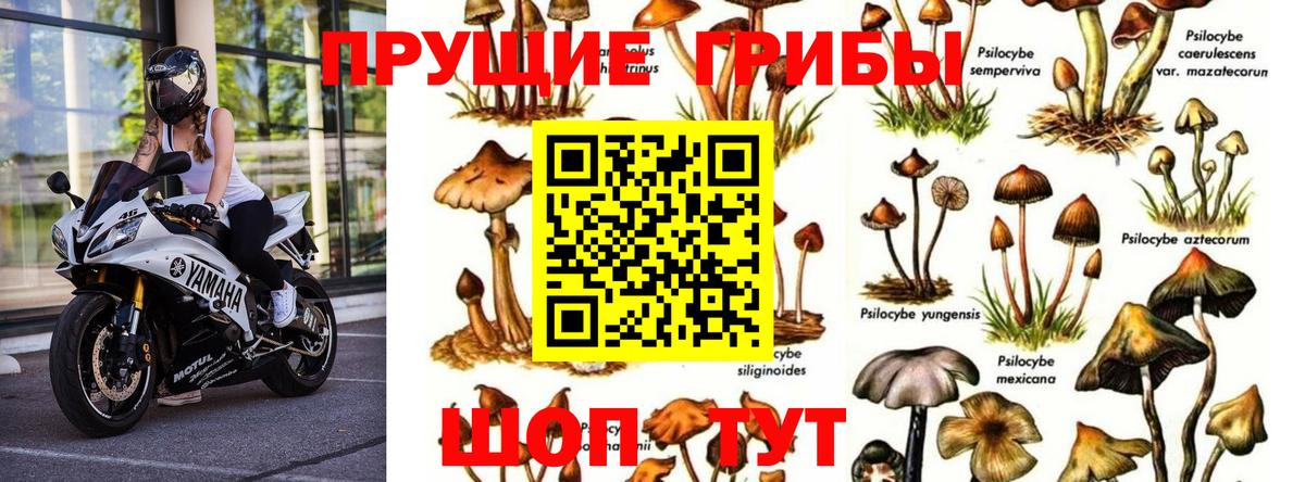 Псилоцибиновые грибы Magic Shrooms  Вход с VPN  Галлюциногенные грибы Psilocybe  Миллерово 